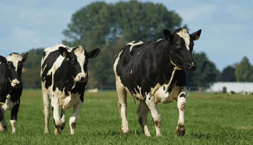 Thumbnail for Kenya empowers farmers with hybrid dairy cows to boost milk production