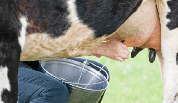 Thumbnail for Kenya launches MaziwaPlus project to combat mastitis, curb antibiotic use in dairy farming