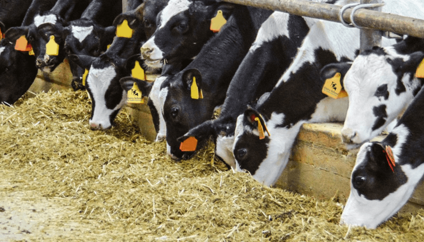 Thumbnail for Indonesia lifts quotas on live cattle to support the growth of its dairy sector