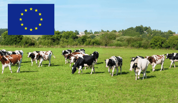 Thumbnail for Outspan Nigeria unveil tech-driven strategies for dairy industry transformation