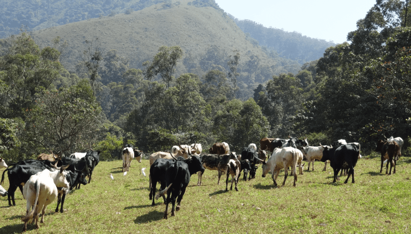 Thumbnail for Cameroon ramps up milk production with high-yield cows