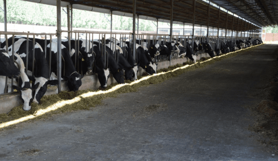 Thumbnail for Asia fuels global milk production growth – FAO reports