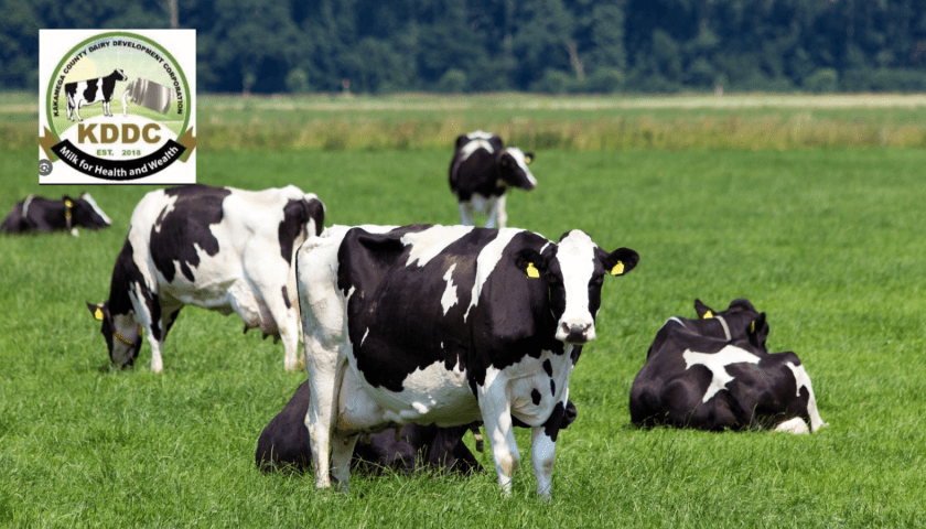 Thumbnail for KDDC auctions dairy cows to make way for high-yield breeds