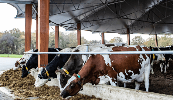 Thumbnail for Nestlé rolls out its Sinergity nutrition product throughout Middle East