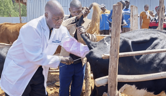 Thumbnail for Nyamira County launches dairy breed improvement programme