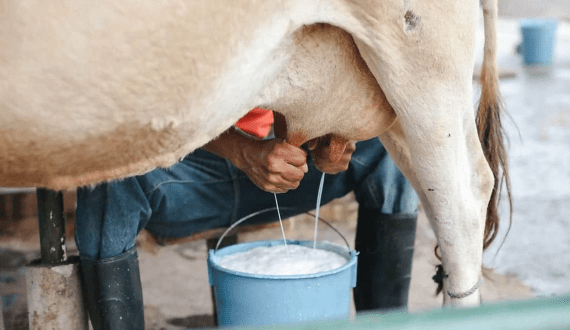 Thumbnail for Dari Processing expands with US$186M milk processing facility