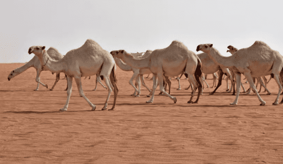 Thumbnail for India’s dairy sector embraces camel milk for health & profit