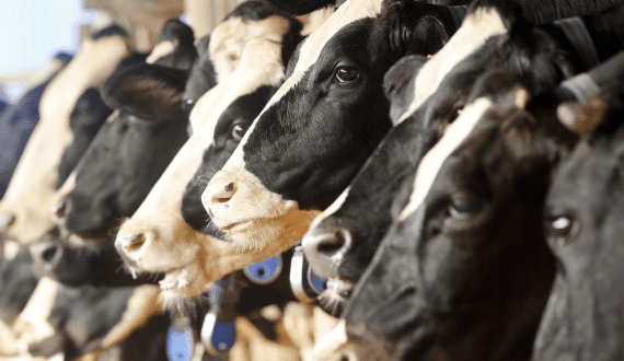 Thumbnail for dsm-firmenich expands flavour production with new high-tech facility in Italy 