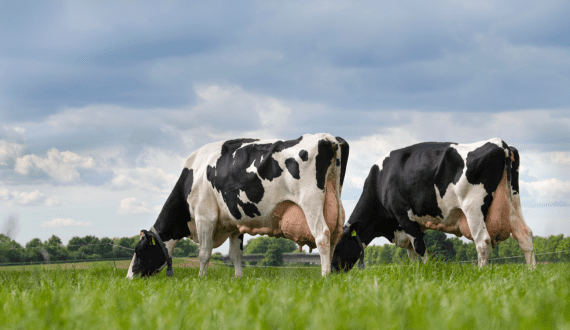 Thumbnail for United Dairy, JobsOhio invest US$2.3M to expand its operations in Martins Ferry