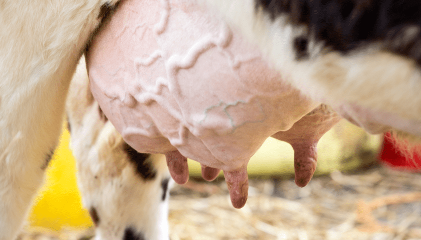 Thumbnail for Danish researchers trial laser therapy to treat mastitis in cows without antibiotics