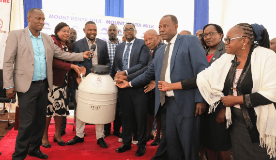 Thumbnail for Kenyan government supplies Meru Dairy Cooperative Union with 1,000 doses of semen