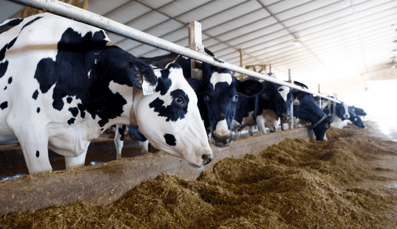 Thumbnail for Kabianga Farmers’ Co-operative Society expands with new milk outlet