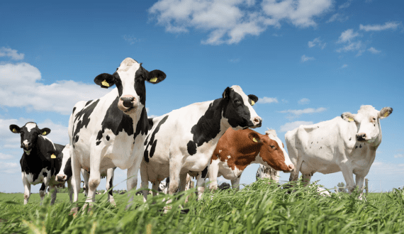 Thumbnail for Kenyan County unlocks dairy sector potential through strategic pillars