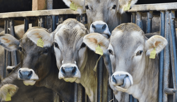 Thumbnail for Nigeria to deploy AI tools to tackle livestock disease to improve dairy production