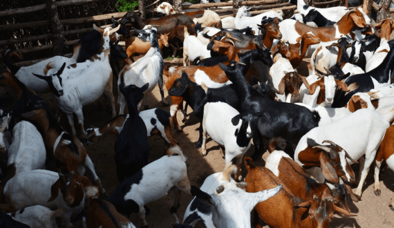 Thumbnail for Oatly reports growth revenue of US$208.4M in its second quarter FY 2025