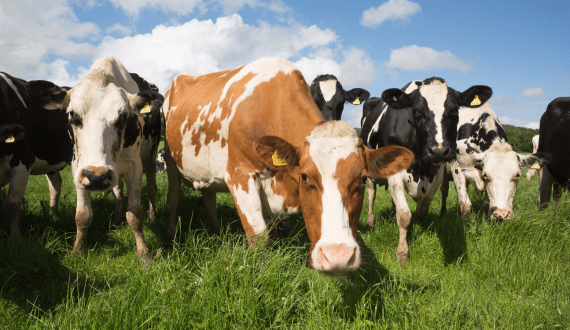Thumbnail for UK dairy industry unites in landmark alliance to drive sustainability