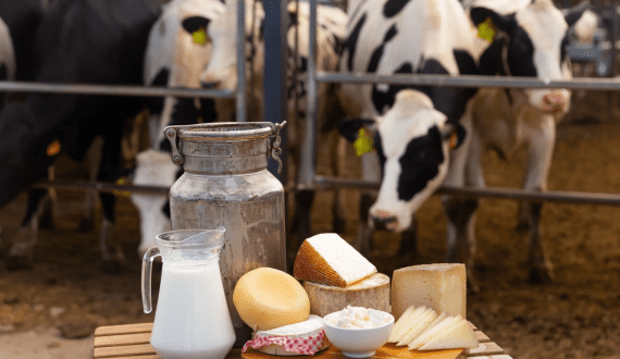 Thumbnail for Food Safety Inspectorate halts dairy production at Eco Milk Group
