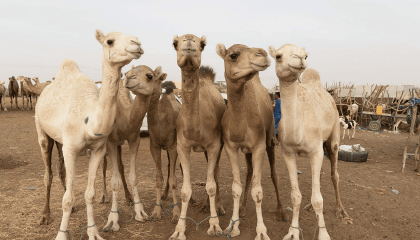 Thumbnail for Beder Camel Farm introduces first camel milk yogurt in Somalia