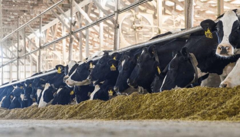 Thumbnail for Kurdistan region boosts dairy production with new projects