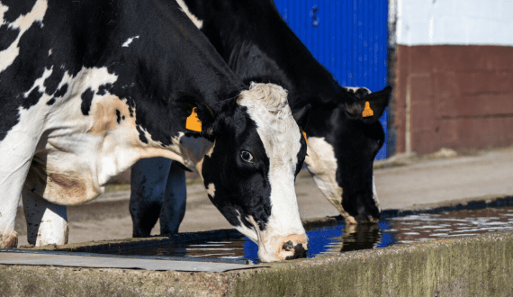 Thumbnail for South Africa battles foot-and-mouth surge as vaccine shortages fuel farmers’ fears