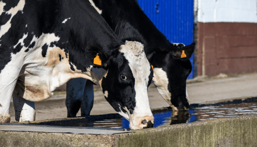 Thumbnail for South Africa battles foot-and-mouth surge as vaccine shortages fuel farmers’ fears