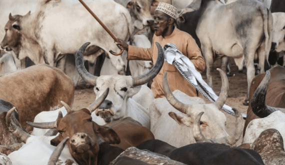Thumbnail for Solidaridad to lead Kenya’s methane reduction strategy in livestock sector