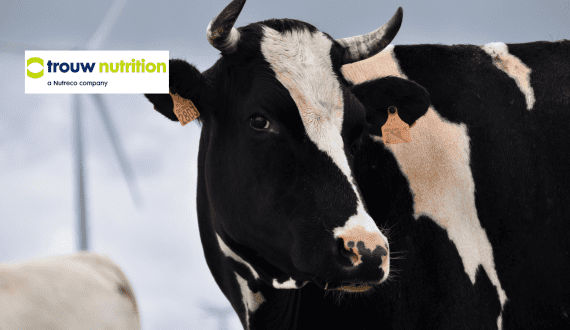 Thumbnail for Magnum Ice Cream Company becomes global partner of Royal Concertgebouw Orchestra