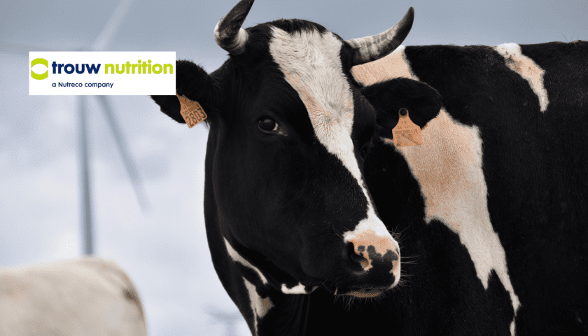 Thumbnail for Trouw Nutrition launches model to tackle trace mineral overload in dairy cows