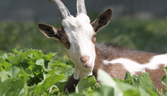 Thumbnail for Cornetto unveils new ice cream flavours