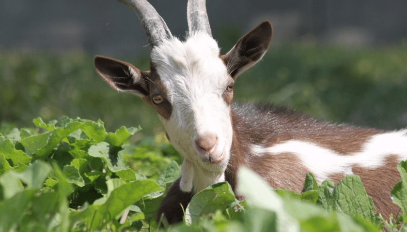 Thumbnail for Ugandan farmers alarmed as mysterious illness wipes out goats and sheep