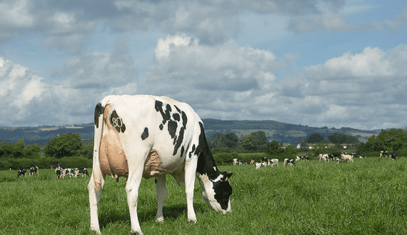 Thumbnail for Dairy Farmers of America acquires W&W cheese manufacturer