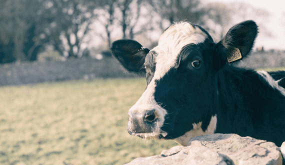 Thumbnail for Fruit giant SPC diversifies into dairy with Fonterra partnership