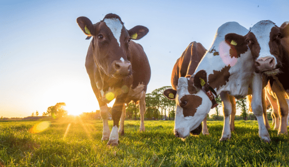 Thumbnail for AFBI appoints farms to lead emissions reduction efforts