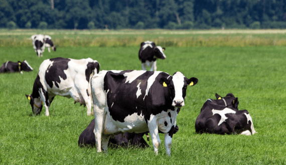 Thumbnail for Dutch-Ukrainian Cooperation strengthens dairy sector & animal welfare standards