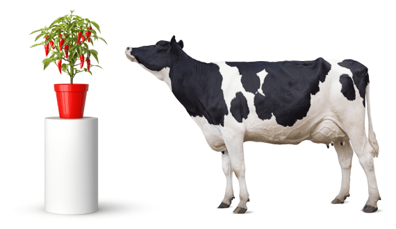 Thumbnail for Azelis brings BEWITAL agri’s rumen-protected amino acids to UK