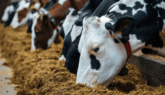 Thumbnail for The Magnum Ice Cream Company announces Board of Directors ahead of demerger