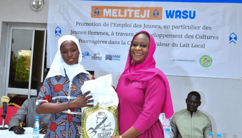 Thumbnail for Heifer International, RESOPP launch forage farming initiative to boost dairy sector