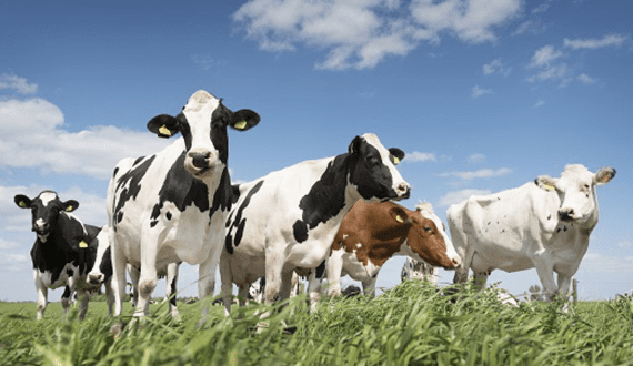 Thumbnail for dsm-firmenich expands with Feed Additive Plant to combat mycotoxin challenges