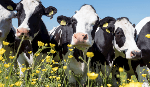 Thumbnail for Goat milk prices surge in Spain amid declining production