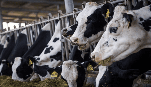 Thumbnail for Libstar attracts acquisition interest amid strategic review