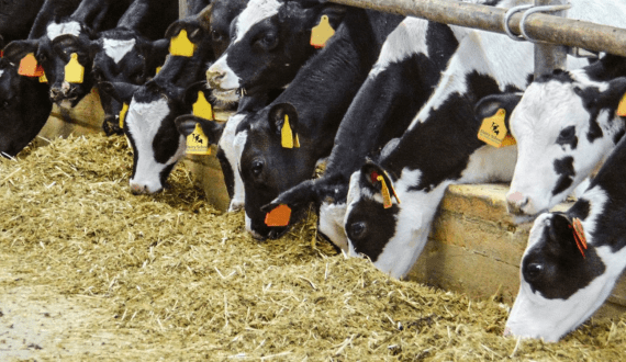 Thumbnail for Ben & Jerry’s launches bite-sized Brookies & Cream ‘Peaces’