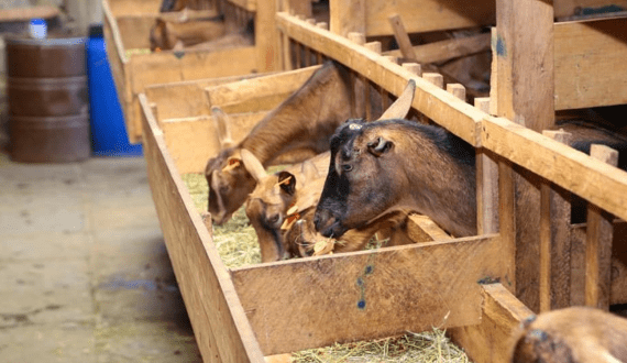 Thumbnail for Mother Dairy reduces prices on its products after GST cut