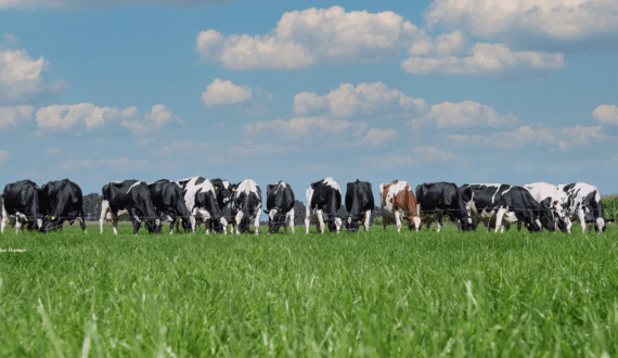 Thumbnail for KMF to expand with lactose-free milk, expands buffalo milk procurement