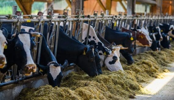 Thumbnail for dsm-firmenich, Schothorst partner to advance sustainable feed production