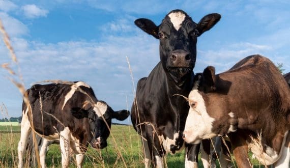 Thumbnail for Storing donor breast milk longer raises risk for premature baby diseases – study finds