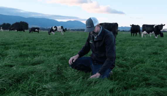 Thumbnail for Aflatoxin alert: CS Kagwe links feed quality to export viability