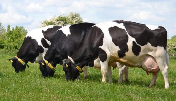 Thumbnail for Brownes Dairy eyes strategic sale in 2026