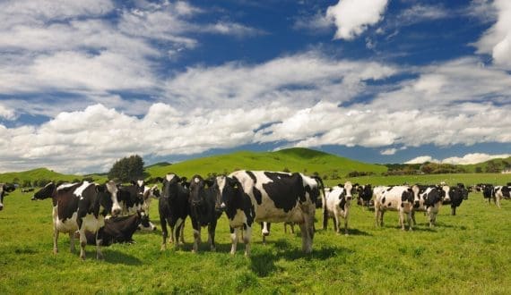 Thumbnail for New product releases: From cheese to ice cream