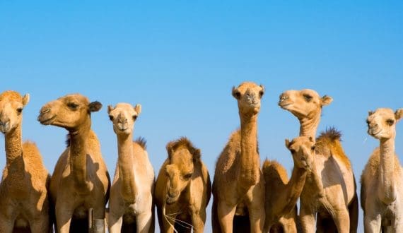 Thumbnail for Cosaic, Ingredion partner to redefine ingredient innovation