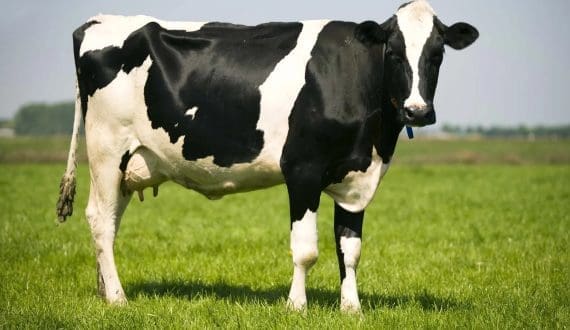 Thumbnail for Maui Milk achieves Grass-Fed Certification